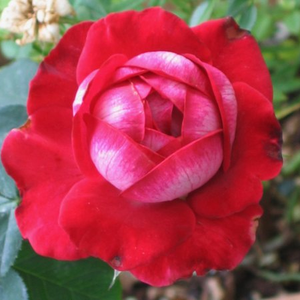 Червени с нежни ъгли - Чайно хибридни рози 
